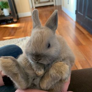 Meet your Posher, Ginger